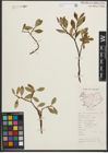 Foto von Salix phylicifolia L.